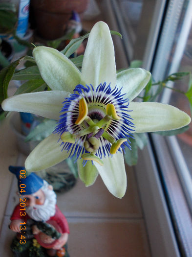 2 aprilie 2013-flori 076 - passiflora caerulea