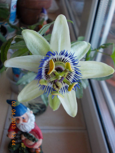 2 aprilie 2013-flori 077 - passiflora caerulea