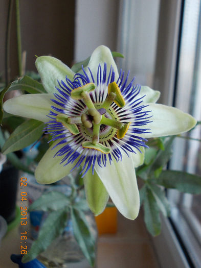 2 aprilie 2013-flori 078 - passiflora caerulea