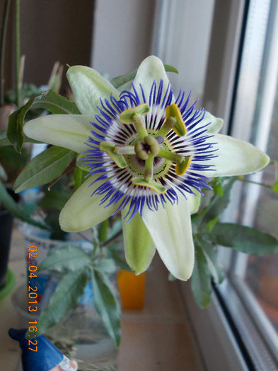 2 aprilie 2013-flori 080 - passiflora caerulea