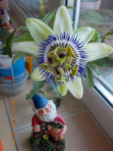 2 aprilie 2013-flori 082 - passiflora caerulea