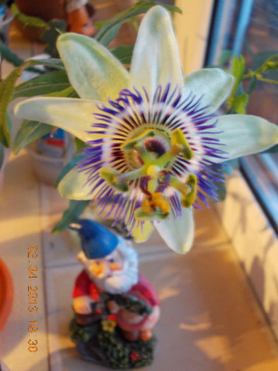 2 aprilie 2013-flori 094 - passiflora caerulea