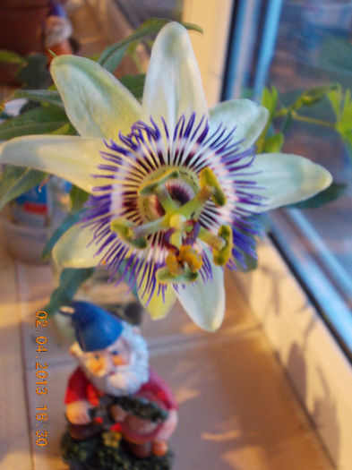 2 aprilie 2013-flori 096 - passiflora caerulea