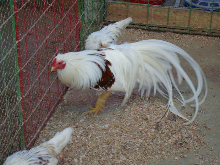 DSC02815 - G--GAINILE MELE