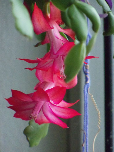 02.04.2013 - SCHLUMBERGERA BRIDGESII