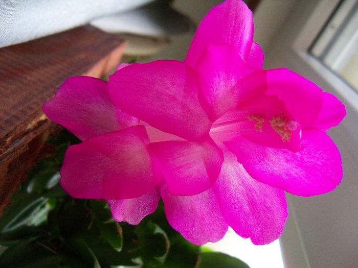 02.04.2013 - SCHLUMBERGERA TRUNCATA