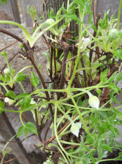 Maidwell hall - CLEMATIS 2013