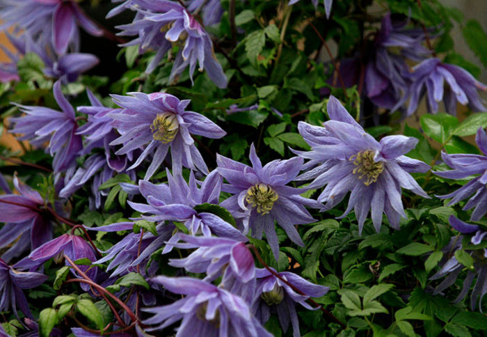 Maidwell hall - CLEMATIS 2013