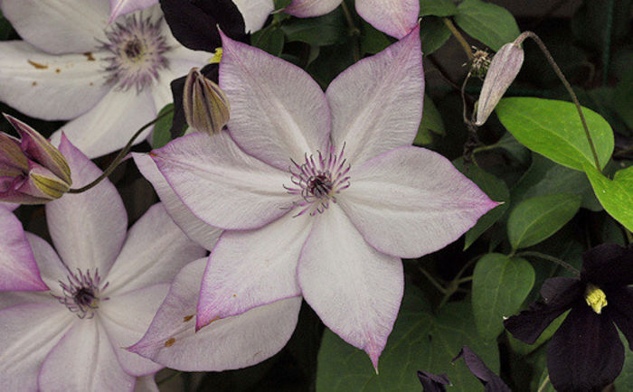 Utopia - CLEMATIS 2013