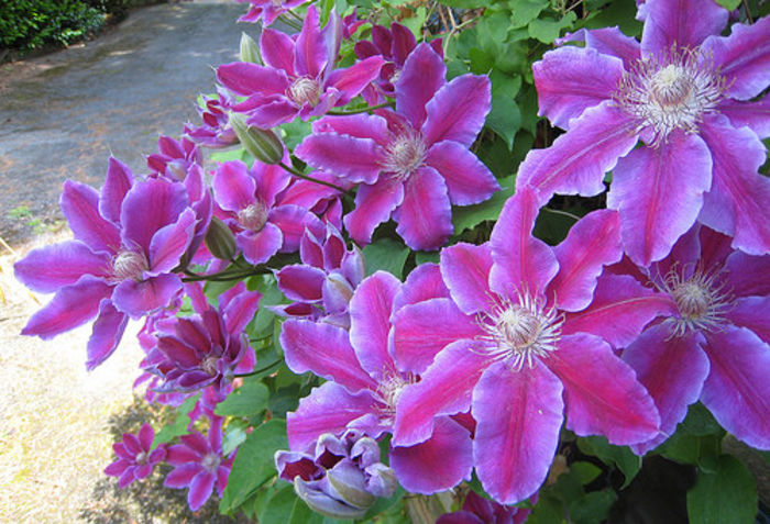 Doctor Ruppel - CLEMATIS 2013