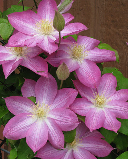 Asao - CLEMATIS 2013