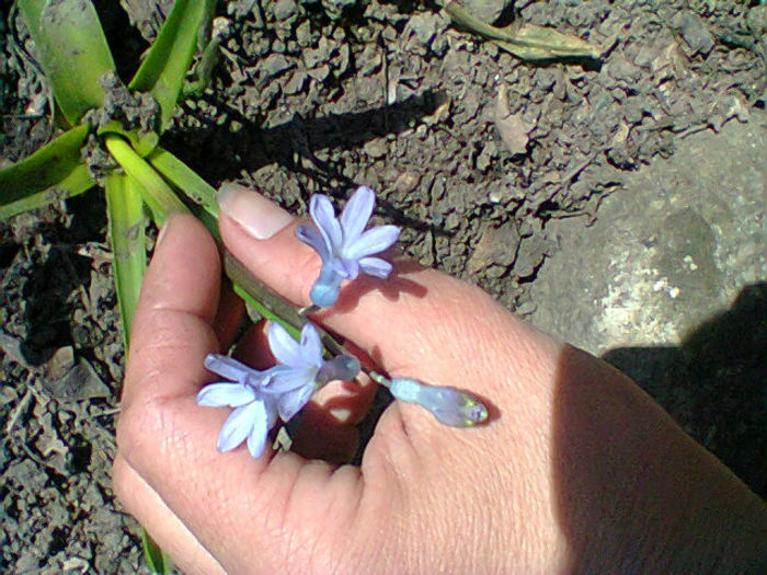 Fotogr.0526 - flori de gradina