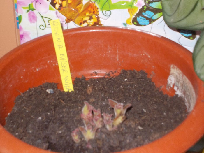 DSCN7625_3096 - Florile mele