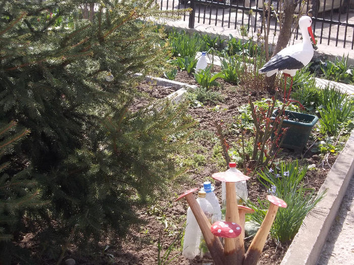 DSCN7632_3103 - Florile mele