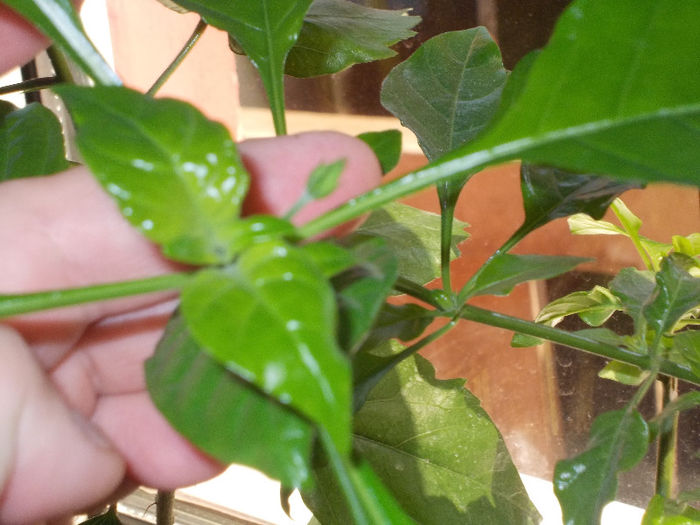 DSCN7636_3107 - Florile mele