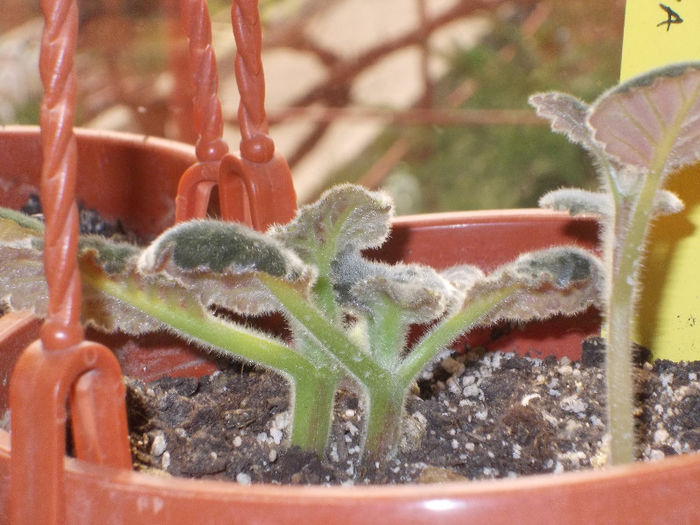 DSCN7643_3114 - Florile mele