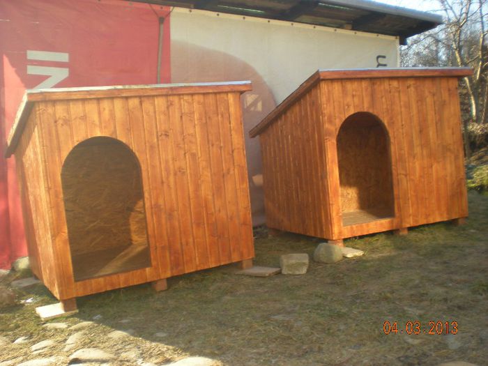 cusca cotet caine (1)