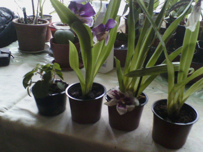orhidee si fucsia - multumesc Simona