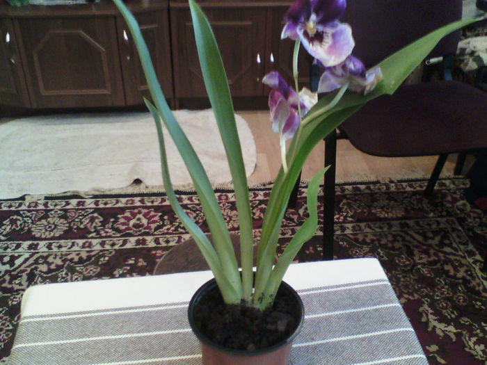 orhidee - multumesc Simona
