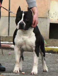 6311316_1_1000x700_-canisa-vinde-pui-american-staffordshire-terrier-amstaff-cu-pedigre-timisoara