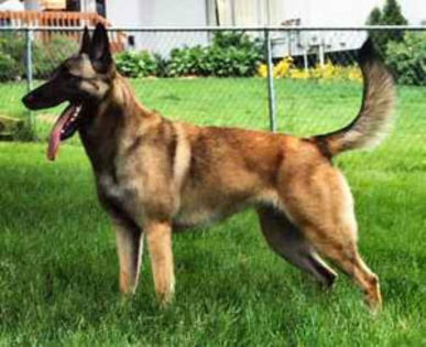 Ciobanesc-Belgian-Malinois9