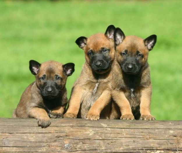 ciobanesc-belgian-malinois-091 - Contact