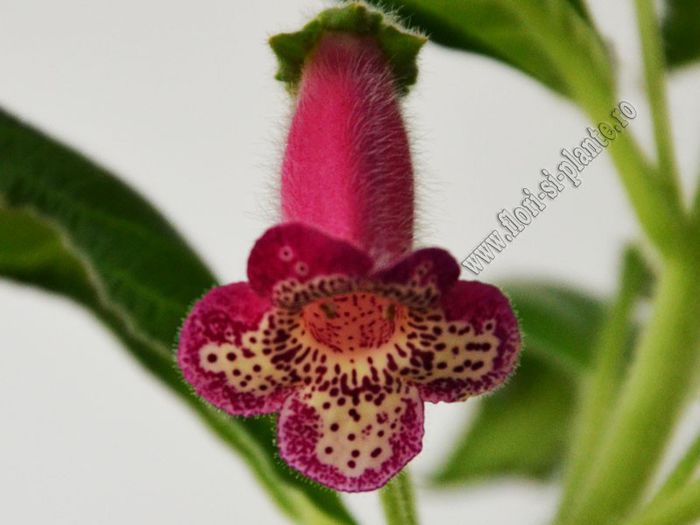 Kohleria Yfs Leah