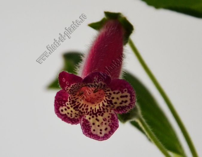 Kohleria Yfs Leah