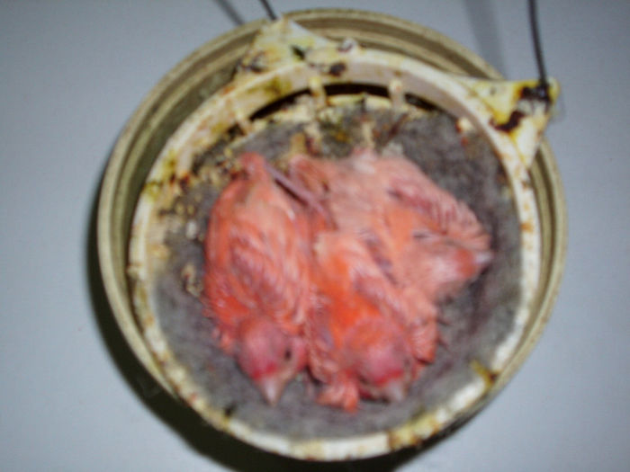 CANARI LA CUIB 2013 092