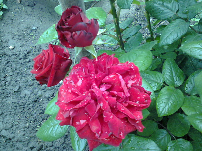 Fotografie0182 - trandafiri