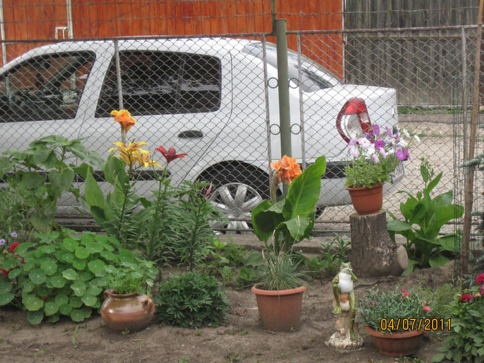 IMG_0747 - 1Gradina mea