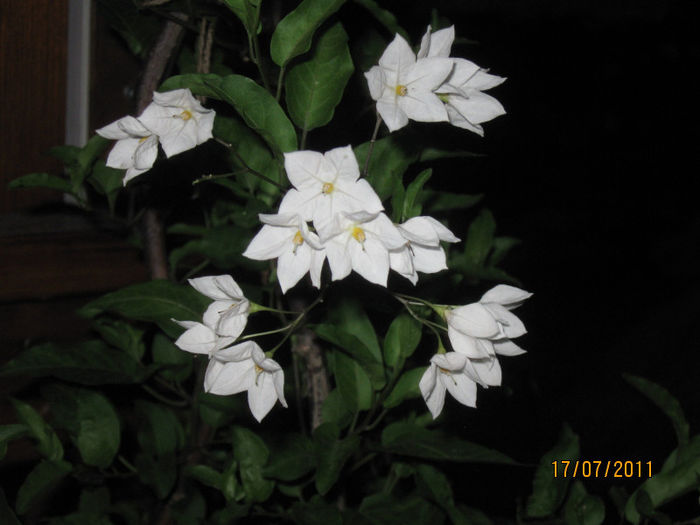 IMG_0844 - 1Gradina mea