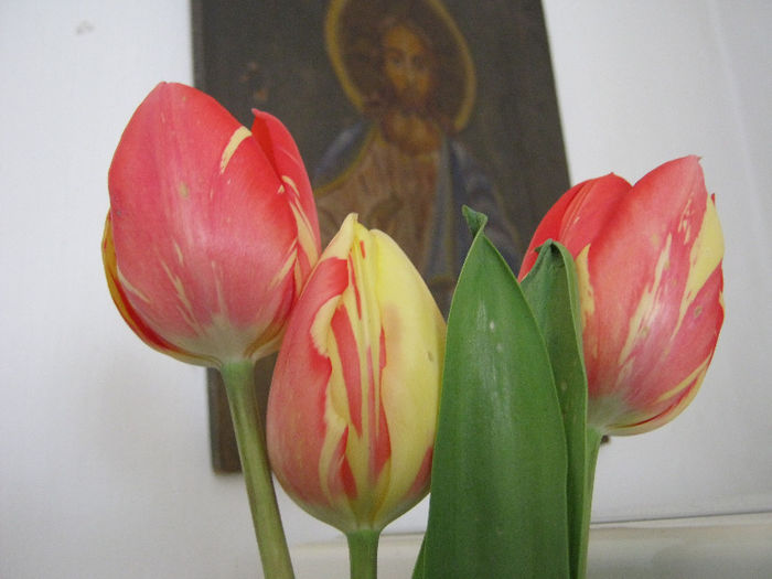 IMG_7011 - FLORI IN GLASTRA