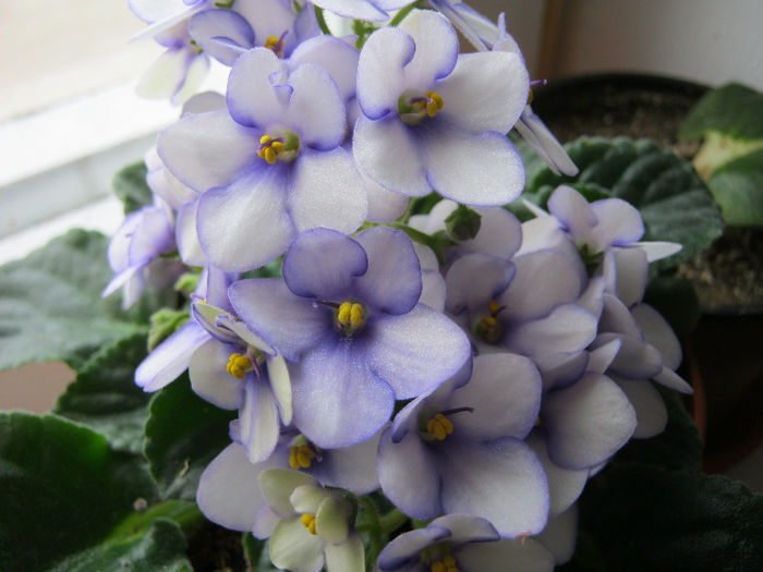 IMG_6149 - Florile mele 1