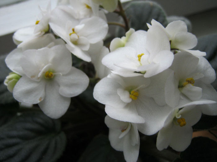 IMG_6327 - Florile mele 1