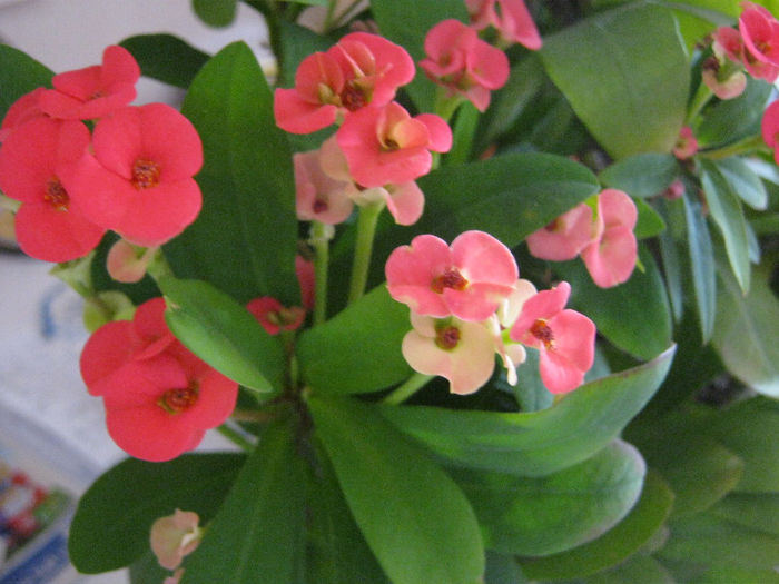 euphorbia milii