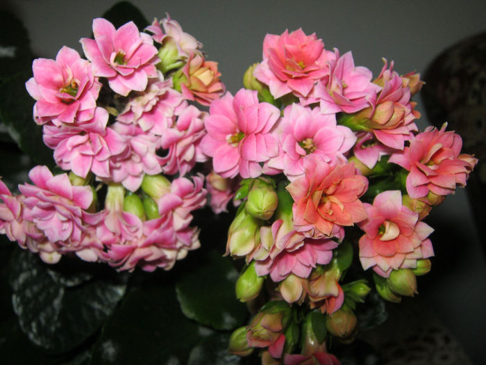 kalanchoe - Florile mele 1