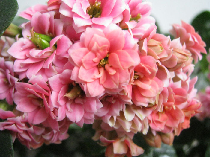 IMG_6764 - Florile mele 1