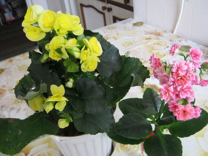 IMG_6782 - Florile mele 1