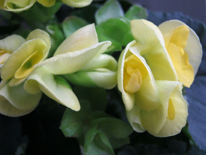 begonie pitica - Florile mele 1