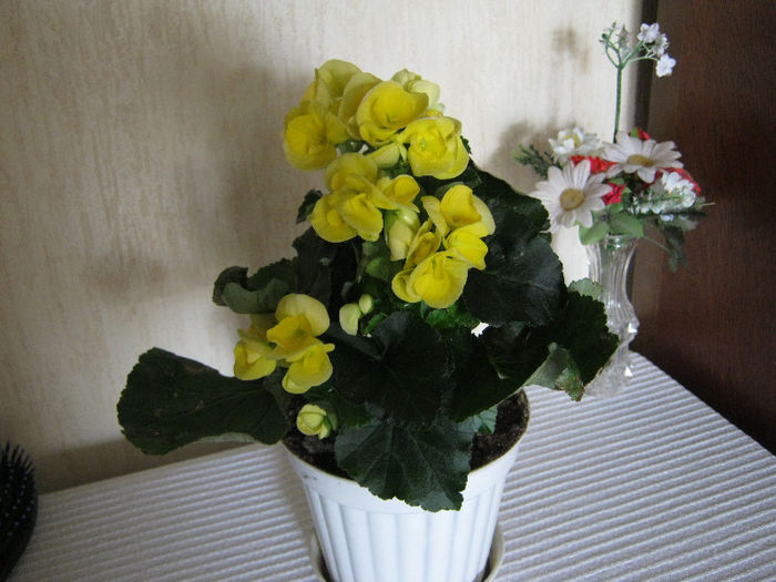 IMG_6829 - Florile mele 1