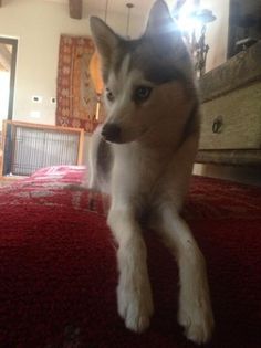 normal_20130319_BFu7RVQCEAAY3xZ