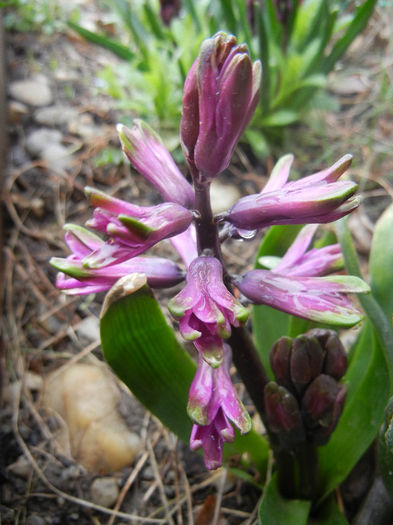 Hyacinth Amethyst (2013, April 03) - Hyacinth Amethyst