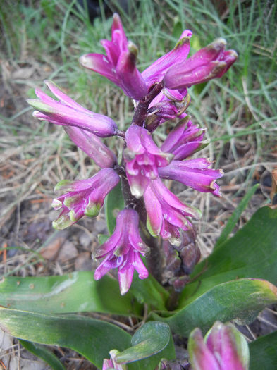 Hyacinth Amethyst (2013, April 03)