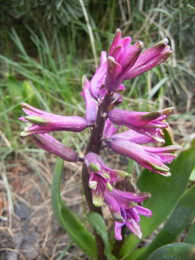 Hyacinth Amethyst (2013, April 03) - Hyacinth Amethyst