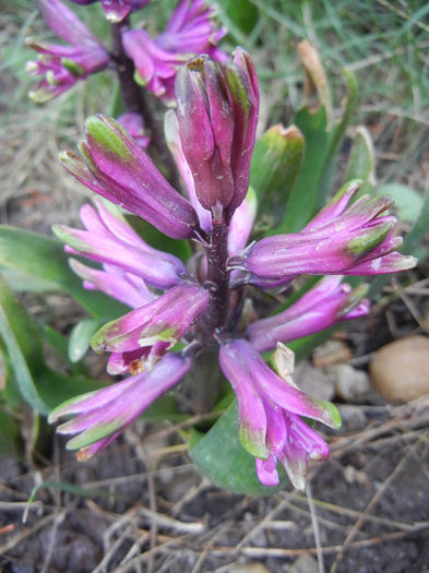 Hyacinth Amethyst (2013, April 03)