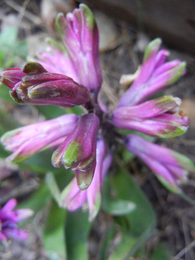 Hyacinth Amethyst (2013, April 03)