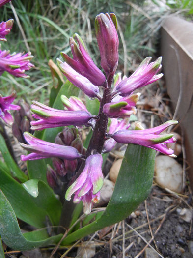 Hyacinth Amethyst (2013, April 03) - Hyacinth Amethyst