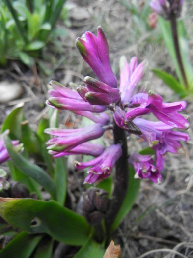 Hyacinth Amethyst (2013, April 03)