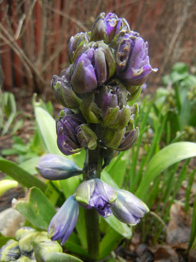 Hyacinth Isabelle (2013, April 03)